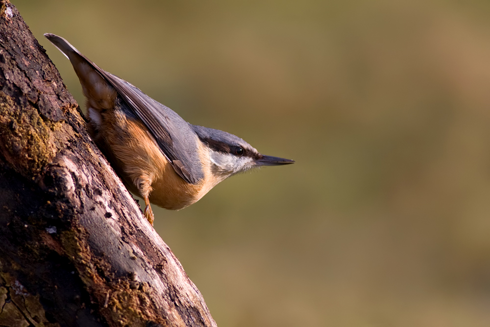 Nuthatch 5 